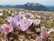 64 Crocus vernus (Zafferano maggiore) color rosa-violetto con vista in Alben